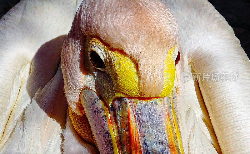 大白鹈鹕(Pelecanus onocrotalus)，鸟头特写，乌克兰